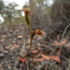 Caleana minor (Small Duck Orchid) at Belconnen, ACT - 15 Dec 2015 by CathB