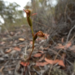 Caleana minor (Small Duck Orchid) at Aranda Bushland - 14 Dec 2015 by CathB