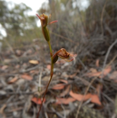 Caleana minor (Small Duck Orchid) at Belconnen, ACT - 15 Dec 2015 by CathB