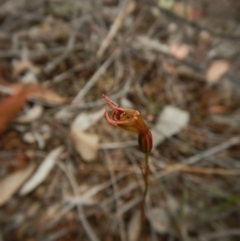 Caleana minor at Belconnen, ACT - 15 Dec 2015