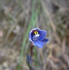 Thelymitra simulata (Graceful Sun-orchid) at Black Mountain - 29 Oct 2014 by CathB