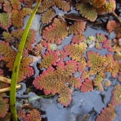 Azolla pinnata (Ferny Azolla) at Cook, ACT - 6 May 2012 by CathB