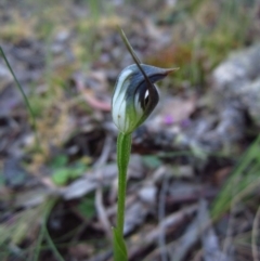 Pterostylis pedunculata (Maroonhood) at Aranda Bushland - 29 Sep 2014 by CathB