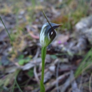 Pterostylis pedunculata at Aranda, ACT - 29 Sep 2014