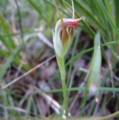 Pterostylis pedunculata (Maroonhood) at Aranda Bushland - 15 Sep 2014 by CathB