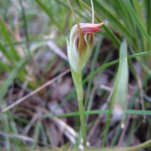 Pterostylis pedunculata at Aranda, ACT - suppressed