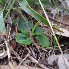 Pterostylis pedunculata at Aranda, ACT - 15 Sep 2014