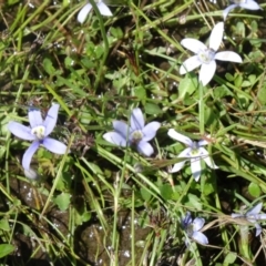 Isotoma fluviatilis subsp. australis (Swamp Isotome) at Tidbinbilla Nature Reserve - 7 Nov 2015 by galah681