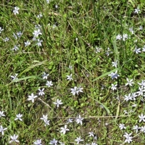 Isotoma fluviatilis subsp. australis at Paddys River, ACT - 7 Nov 2015 11:34 AM