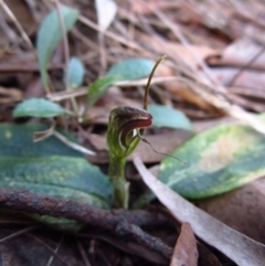 Pterostylis pedunculata (Maroonhood) at Cook, ACT - 15 Sep 2014 by CathB