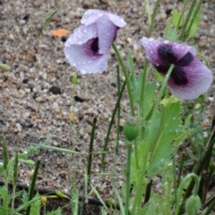 Papaver somniferum (Opium Poppy) at Tidbinbilla Nature Reserve - 13 Nov 2015 by galah681