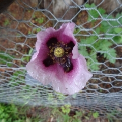 Papaver somniferum at Paddys River, ACT - 14 Nov 2015