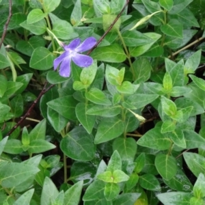 Vinca major at Paddys River, ACT - 14 Nov 2015