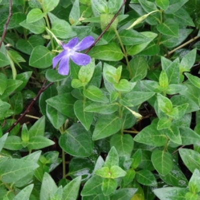 Vinca major (Blue Periwinkle) at Tidbinbilla Nature Reserve - 13 Nov 2015 by galah681