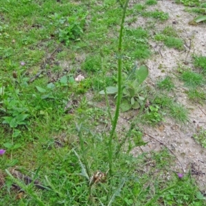 Carduus tenuiflorus at Paddys River, ACT - 14 Nov 2015 11:01 AM