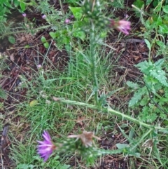 Carduus tenuiflorus at Paddys River, ACT - 14 Nov 2015 11:01 AM