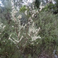 Hakea microcarpa (Small-fruit Hakea) at Paddys River, ACT - 14 Nov 2015 by galah681