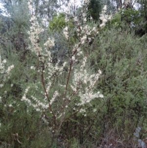 Hakea microcarpa at Paddys River, ACT - 14 Nov 2015