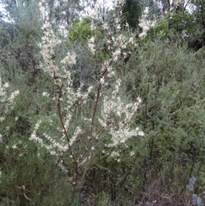 Hakea microcarpa (Small-fruit Hakea) at Tidbinbilla Nature Reserve - 14 Nov 2015 by galah681