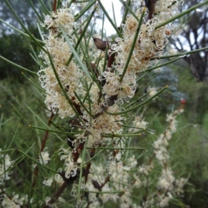 Hakea microcarpa at Paddys River, ACT - 14 Nov 2015