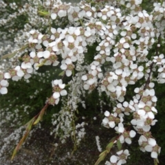 Gaudium brevipes (Grey Tea-tree) at Tidbinbilla Nature Reserve - 14 Nov 2015 by galah681