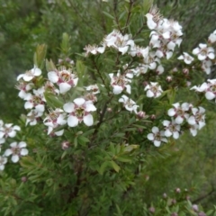 Leptospermum grandifolium (Woolly Teatree, Mountain Tea-tree) at Tidbinbilla Nature Reserve - 14 Nov 2015 by galah681