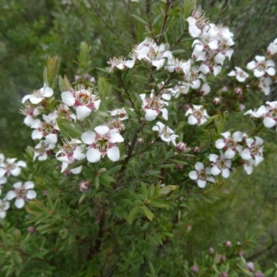 Leptospermum grandifolium (Woolly Teatree, Mountain Tea-tree) at Paddys River, ACT - 14 Nov 2015 by galah681