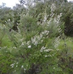 Leptospermum grandifolium at Paddys River, ACT - 14 Nov 2015