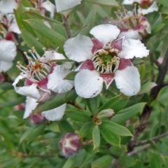 Leptospermum grandifolium at Paddys River, ACT - 14 Nov 2015