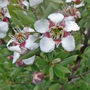 Leptospermum grandifolium at Paddys River, ACT - 14 Nov 2015