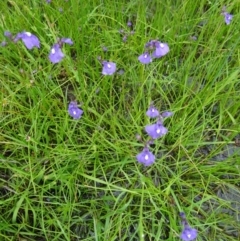 Utricularia dichotoma (Fairy Aprons, Purple Bladderwort) at Paddys River, ACT - 14 Nov 2015 by galah681