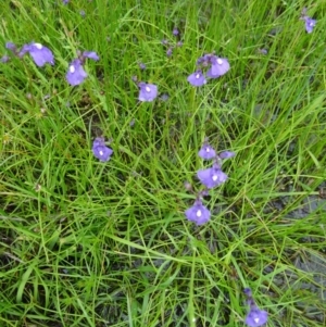 Utricularia dichotoma at Paddys River, ACT - 14 Nov 2015