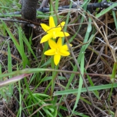 Hypoxis hygrometrica var. villosisepala (Golden Weather-grass) at Tidbinbilla Nature Reserve - 14 Nov 2015 by galah681