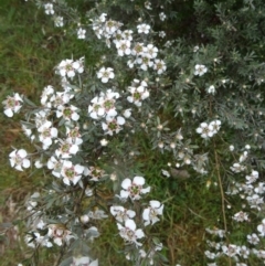 Leptospermum grandifolium (Woolly Teatree, Mountain Tea-tree) at Paddys River, ACT - 14 Nov 2015 by galah681