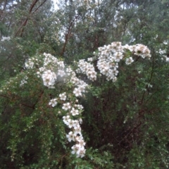 Leptospermum grandifolium at Paddys River, ACT - 14 Nov 2015