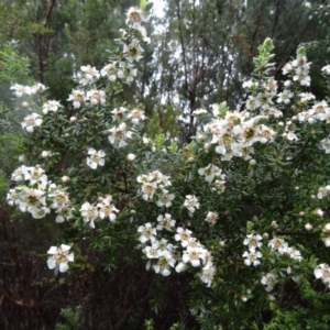 Leptospermum grandifolium at Paddys River, ACT - 14 Nov 2015 01:14 PM