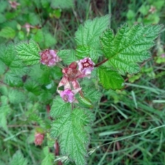 Rubus parvifolius (Native Raspberry) at Tidbinbilla Nature Reserve - 14 Nov 2015 by galah681