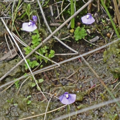 Utricularia dichotoma (Fairy Aprons, Purple Bladderwort) at Tidbinbilla Nature Reserve - 21 Nov 2015 by galah681