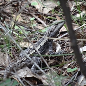 Amphibolurus muricatus at Paddys River, ACT - 22 Nov 2015