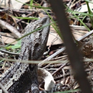 Amphibolurus muricatus at Paddys River, ACT - 22 Nov 2015