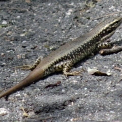 Eulamprus heatwolei (Yellow-bellied Water Skink) at Tidbinbilla Nature Reserve - 21 Nov 2015 by galah681