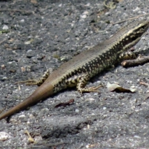 Eulamprus heatwolei at Paddys River, ACT - 22 Nov 2015 10:15 AM