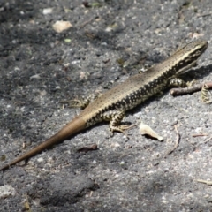 Eulamprus heatwolei at Paddys River, ACT - 22 Nov 2015 10:15 AM