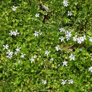 Isotoma fluviatilis subsp. australis at Paddys River, ACT - 22 Nov 2015 10:49 AM