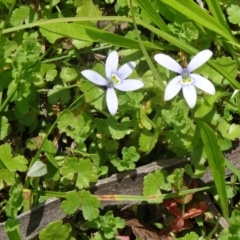 Isotoma fluviatilis subsp. australis at Paddys River, ACT - 22 Nov 2015 10:49 AM