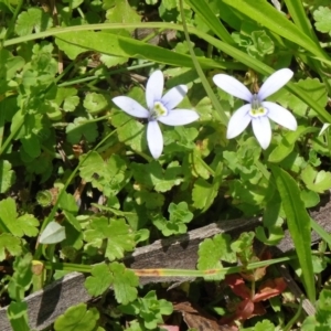 Isotoma fluviatilis subsp. australis at Paddys River, ACT - 22 Nov 2015