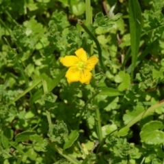 Hypericum japonicum (Creeping St John's Wort) at Tidbinbilla Nature Reserve - 21 Nov 2015 by galah681