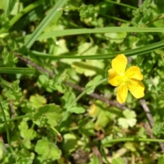 Hypericum japonicum at Paddys River, ACT - 22 Nov 2015