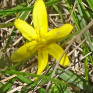 Hypoxis hygrometrica var. hygrometrica at Paddys River, ACT - 22 Nov 2015