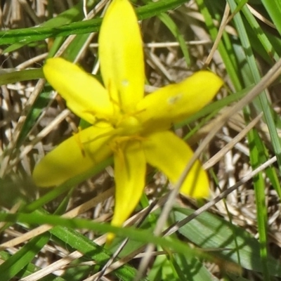 Hypoxis hygrometrica var. hygrometrica (Golden Weather-grass) at Paddys River, ACT - 22 Nov 2015 by galah681